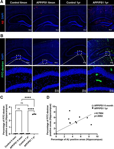 Blood–brain barrier leakiness and Aβ deposition in the hippocampus of ... 