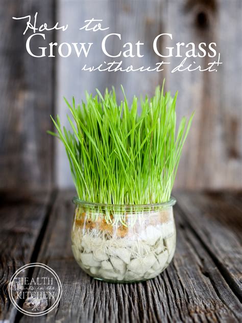 How to grow cat grass without dirt – Artofit