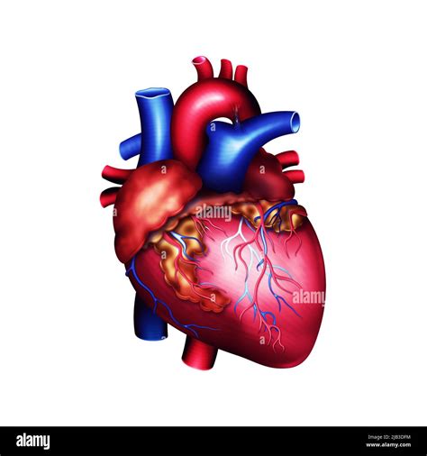 Modelo De Corazón Humano 3d Ilustración Sobre Fondo Aislado Medicina