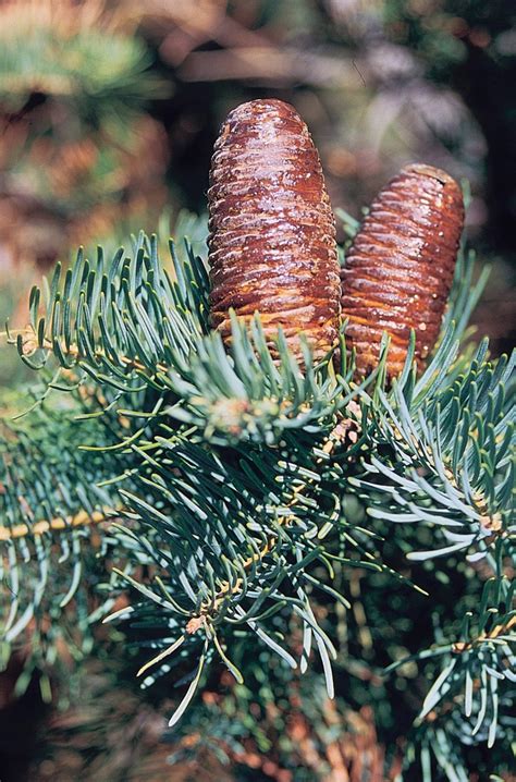 Abies concolor (Abeto Del Colorado, Balsam Fir, Colorado Fir, Colorado ...