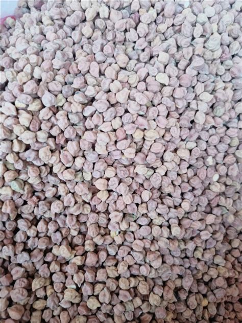 Chana at Rs 72/kilogram | Rajarhat Gopalpur | ID: 25873833630