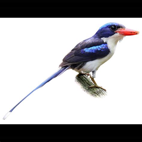 common paradise kingfisher tanysiptera galatea identification birda