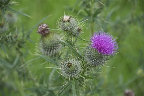 Free Images Nature Grass Sharp Flower Purple Thorn Wild Food