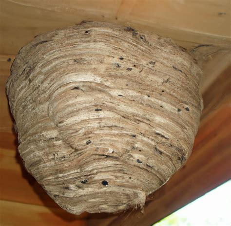 Remove Wasp Nest In Hauptwil Gottshaus