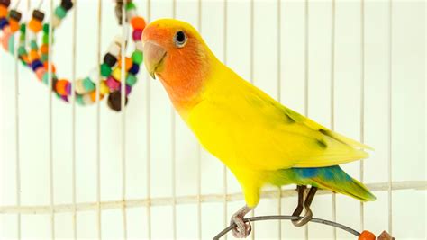 Hear Which Toys Are Best For Lovebirds | BeChewy