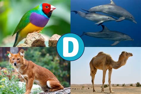 Mamíferos Com A Letra D - 10 animales sorprendentes que inician con la letra D | Mascotario