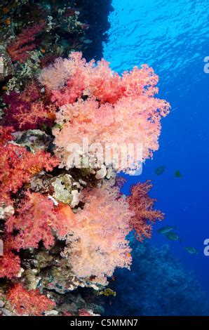 Typischen Roten Meer Korallenriff Elphinstone Reef Marsa Alam