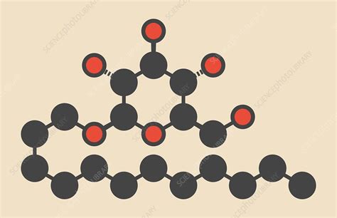 Lauryl glucoside molecule - Stock Image - F012/6089 - Science Photo Library