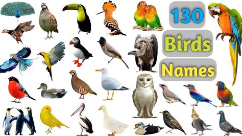 Incredible Collection of Full 4K Bird Images with Names: Over 999 ...