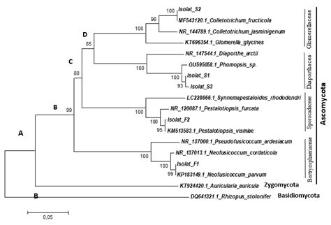 The Reconstruction Of The Phylogenetic Trees Of Endophytic Fungi