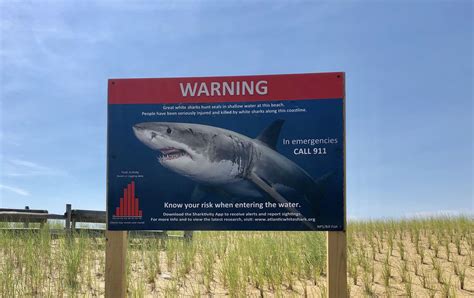 Great White Shark Spotted Near North Beach Island In Chatham On Cape