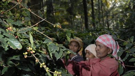 Kodagu coffee growers rue poor representation in central board | Latest ...