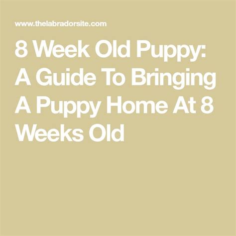 how old should a puppy be to take home