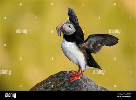 Atlantic Puffin On Rock Fratercula Arctica Stock Photo Alamy