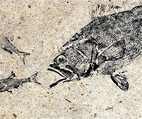 Amazon Largemouth Bass Gyotaku Fish Art Print X Inch