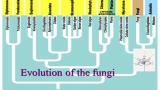 Classification n evolution of fungi | PPTX | Chemistry | Science 