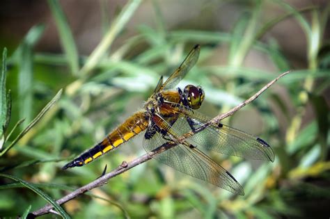 Libélula Insecto Lago Orilla Del Foto gratis en Pixabay Pixabay