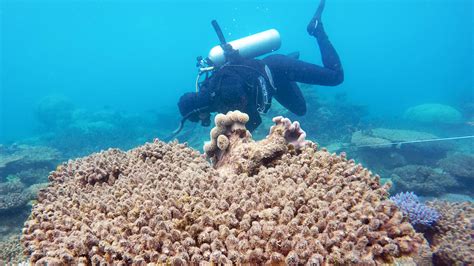 Global Warmings Toll On Coral Reefs As If Theyre Ravaged By War