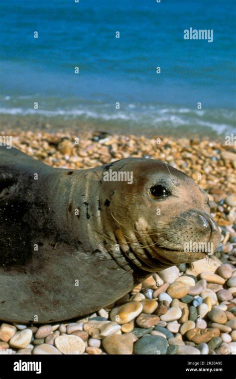 Mediterranean Monk Seal Mediterranean Monk Seals Marine Mammals