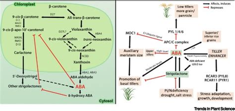 Abscisic Acid And Its Role In The Modulation Of Plant Growth