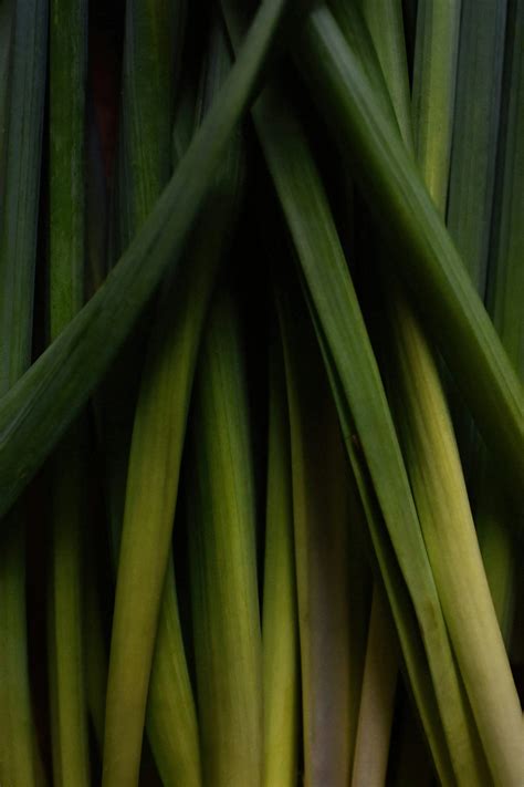 Discover The Surprising Benefits Of Lemongrass