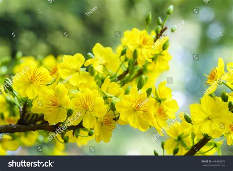 Yellow Apricot Flower Stock Photo 446868376 | Shutterstock