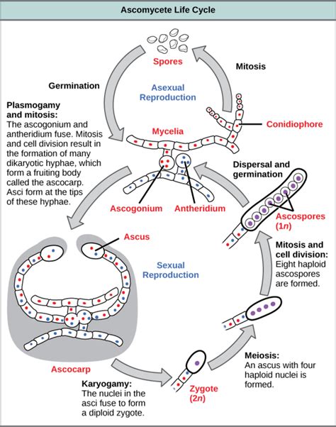 Pin On Plant Pathology