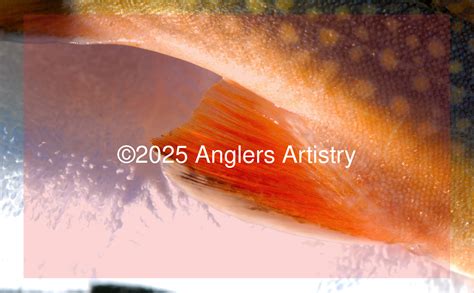 Reference Photo of Brook Trout, 8706 - Anglers Artistry