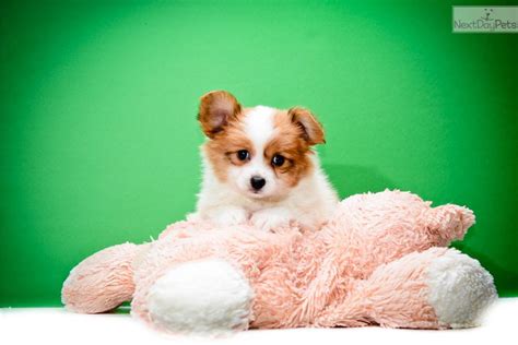 Meet Teacup Rebecca A Cute Papillon Puppy For Sale For 295 Teacup