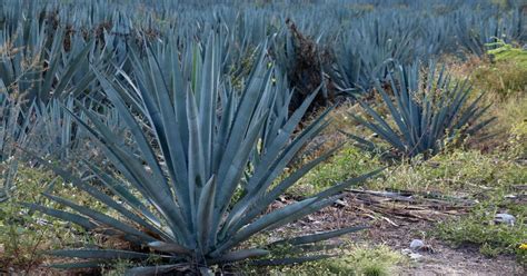 Agave En Guanajuato Siembran De Forma Irregular Agave Para Tequila En