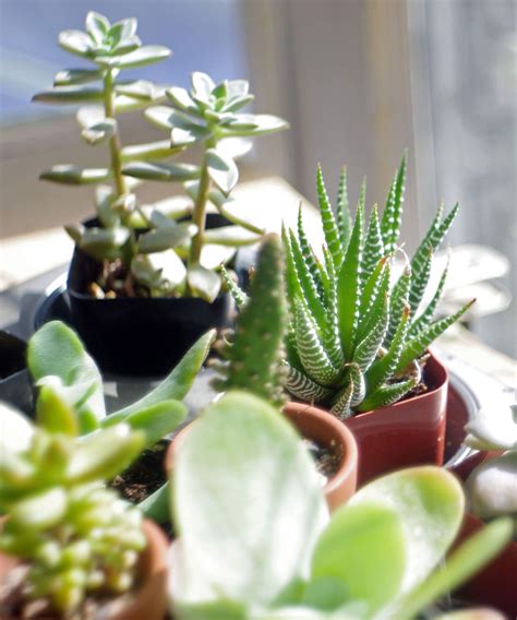 Best indoor plants for direct sunlight: 7 top choices | Homes & Gardens