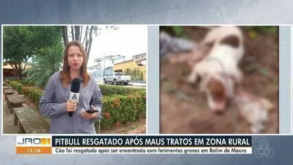 Pitbull Resgatado Sinais De Tortura Sofreu Traumatismo Craniano Em