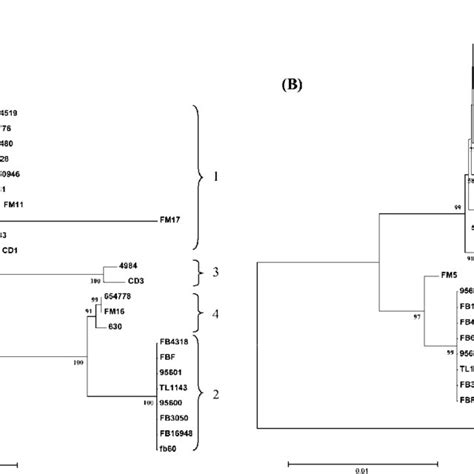 Dendrograms Showing Genetic Relationships Of C Difficile Isolates