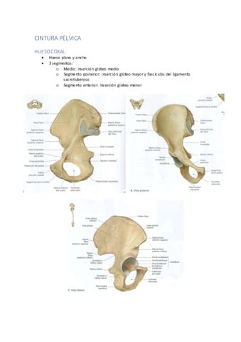 Anatomia Del Aparato Locomotor Pdf