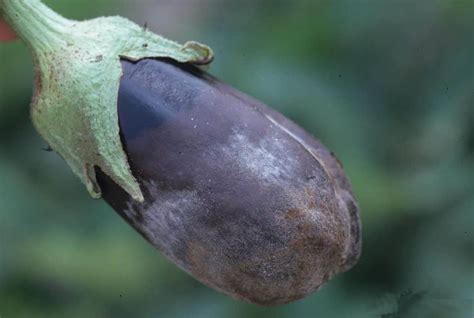 Como Cultivar Berenjenas La Guía Completa De Cultivo La Huertina De