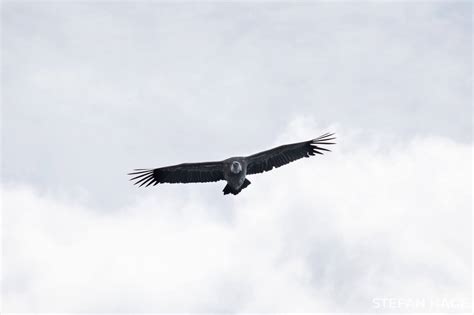 Gorges Du Verdon Een Schitterend Gebied Vol Kliffen Roofvogels En Natuur