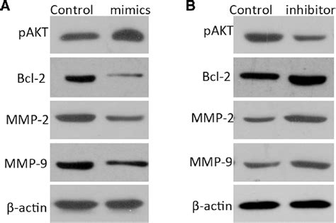 Impact Of Mir 221 In Akt Pathway A B Western Blot Analysis Of Pakt Download Scientific