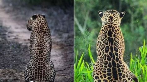 IFS officer asks to identify jaguar and leopard in picture, can you ...