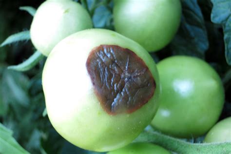 Tomaten mit schwarzen Flecken an der Unterseite Blütenendfäule was