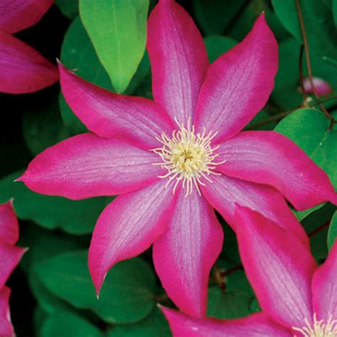 Pink Champagne Clematis FineGardening