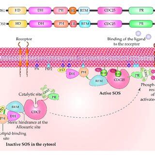 domain organization   sos isoforms sos  sos  similar
