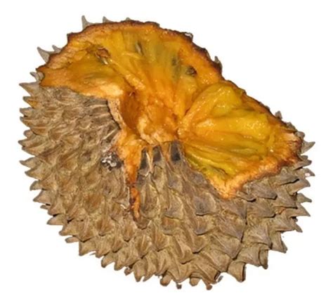 Semilla De Ilama O Annona Macroprophyllata Fruta Exótica Mercadolibre