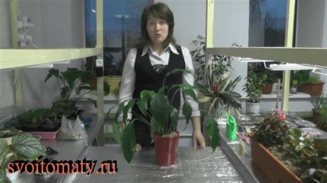 Пересадка спатифиллума в кашпо с автополивом - YouTube