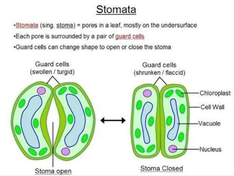 A Draw A Diagram To Show Open Stomatal Pore And Label On It 1 Guard