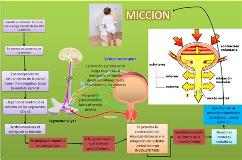 Blog De Fisiolog A Medica Uas Brianda L Pez Micci N