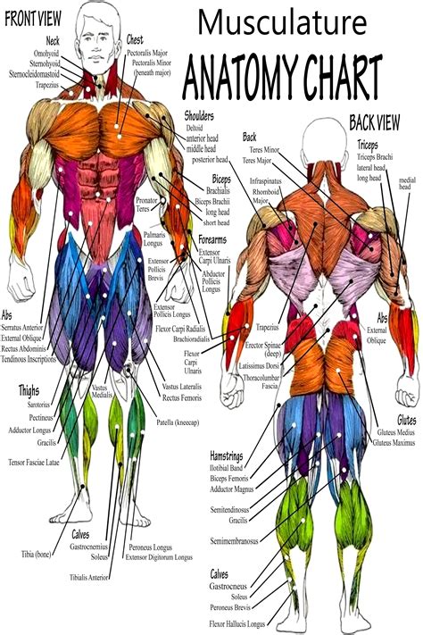 body muscle anatomy chart human anatomy body poster ver  etsy canada