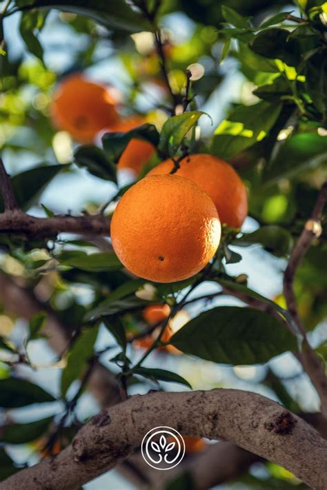 Des Agrumes Pour La Maison Gamm Vert In 2024 Planting Fruit Trees