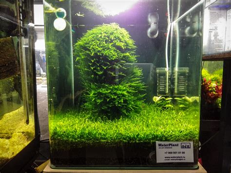 Мини аквариумы — Био клуб