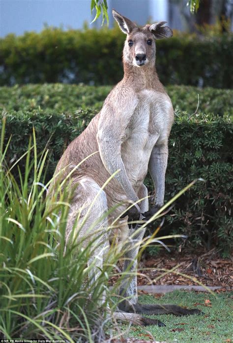 Dave The Kangaroo Wanders The Streets Of North Lakes Brisbane