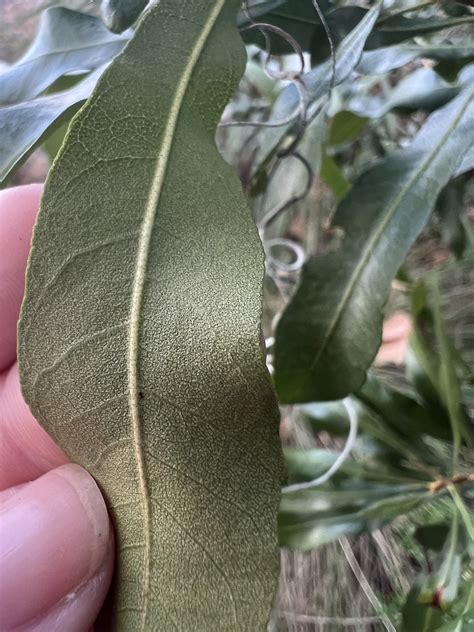 Morella Cerifera Leaves Myricaceae Wax Myrtle Leaf Flickr